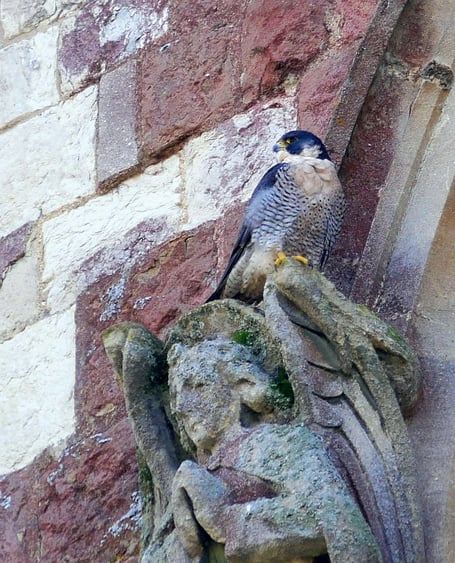 A peregrine falcon perched on St Andrew's Church, Farnham, in March 2024