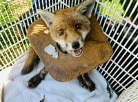 <p>This fox cub was rescued by the RSPCA after getting caught in litter</p>