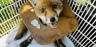 Over 200 reports of animals trapped in litter in Surrey since 2020