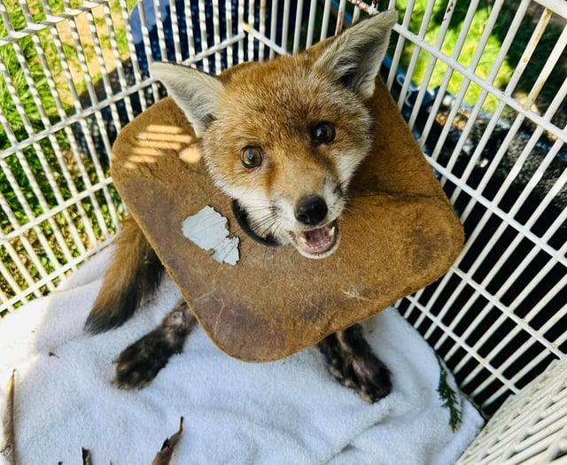 Over 200 reports of animals trapped in litter in Surrey since 2020