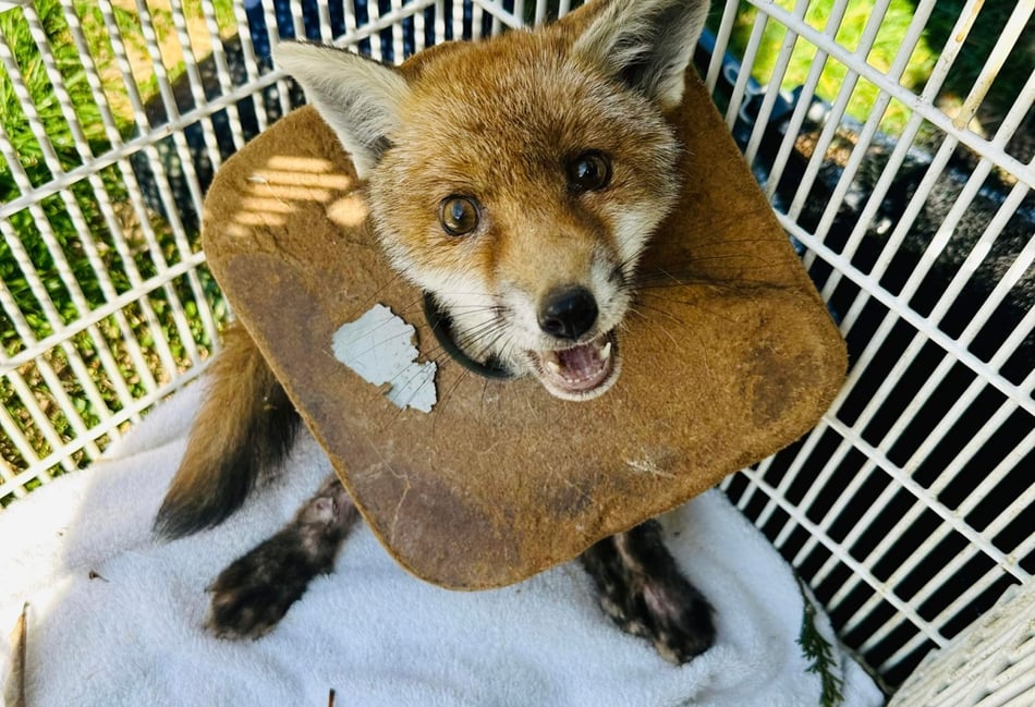 <p>This fox cub was rescued by the RSPCA after getting caught in litter</p>