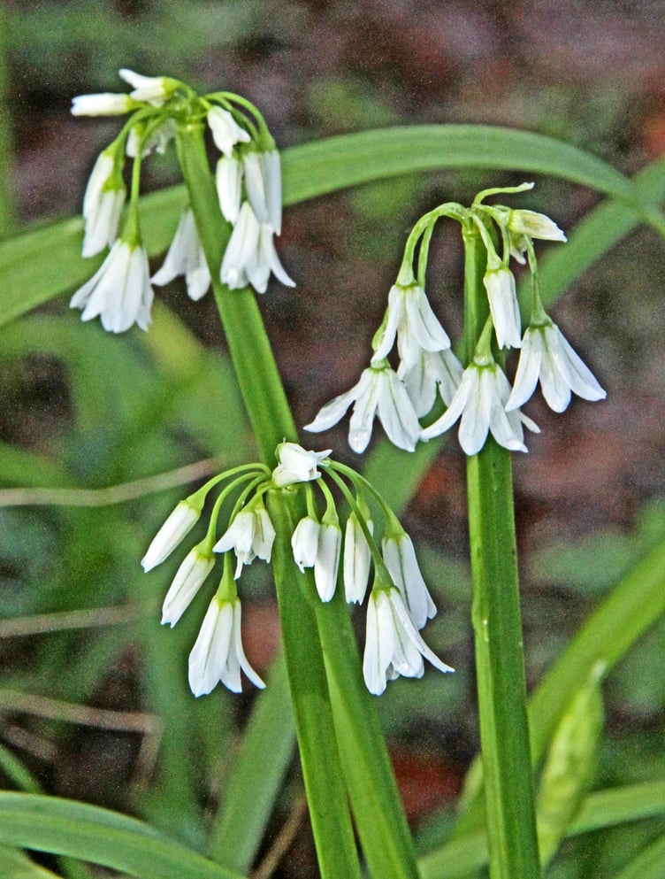 Three cornered leek