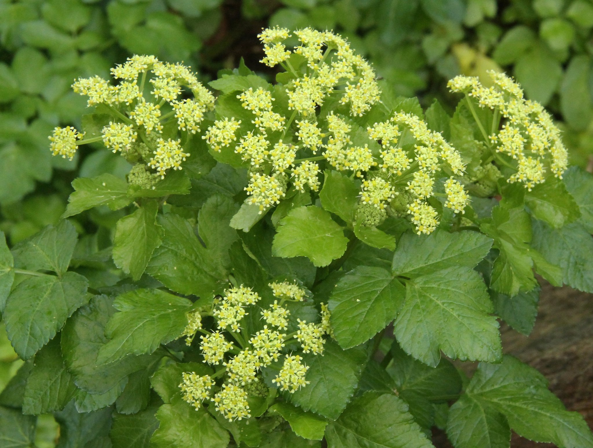 Alexanders