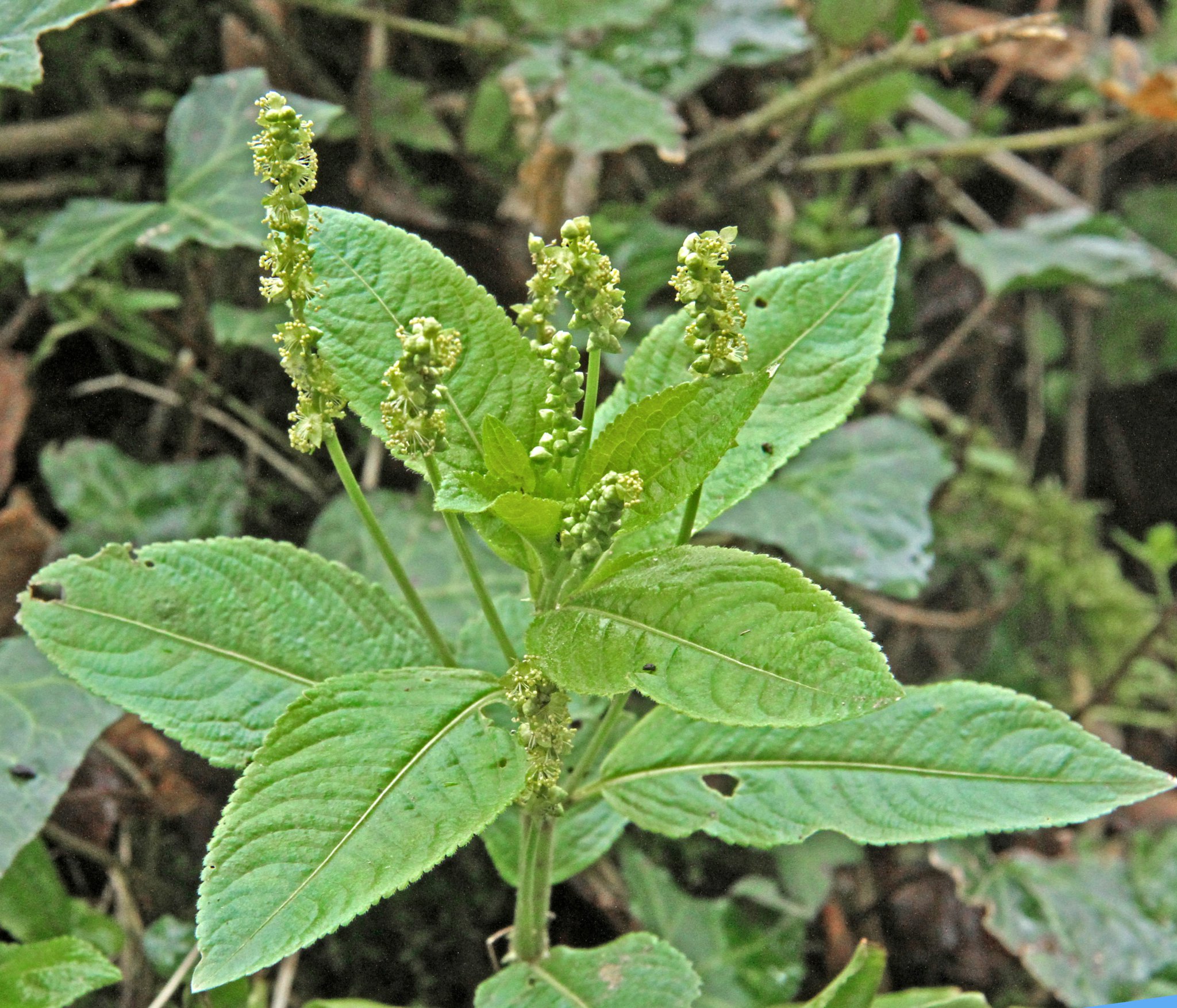 Dog’s mercury