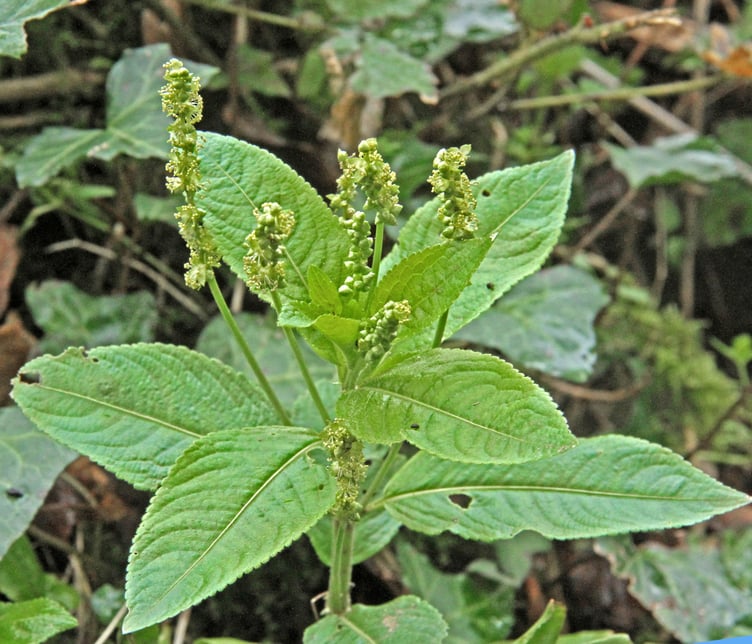 Dog’s mercury