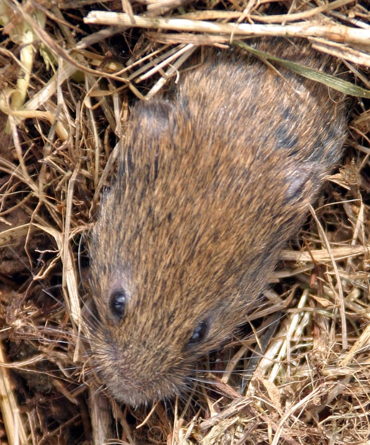 Field vole