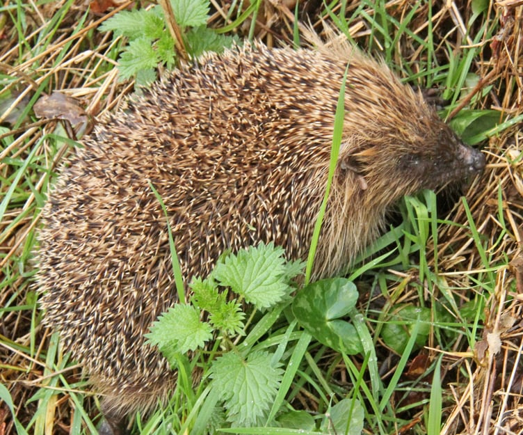 Hedgehog