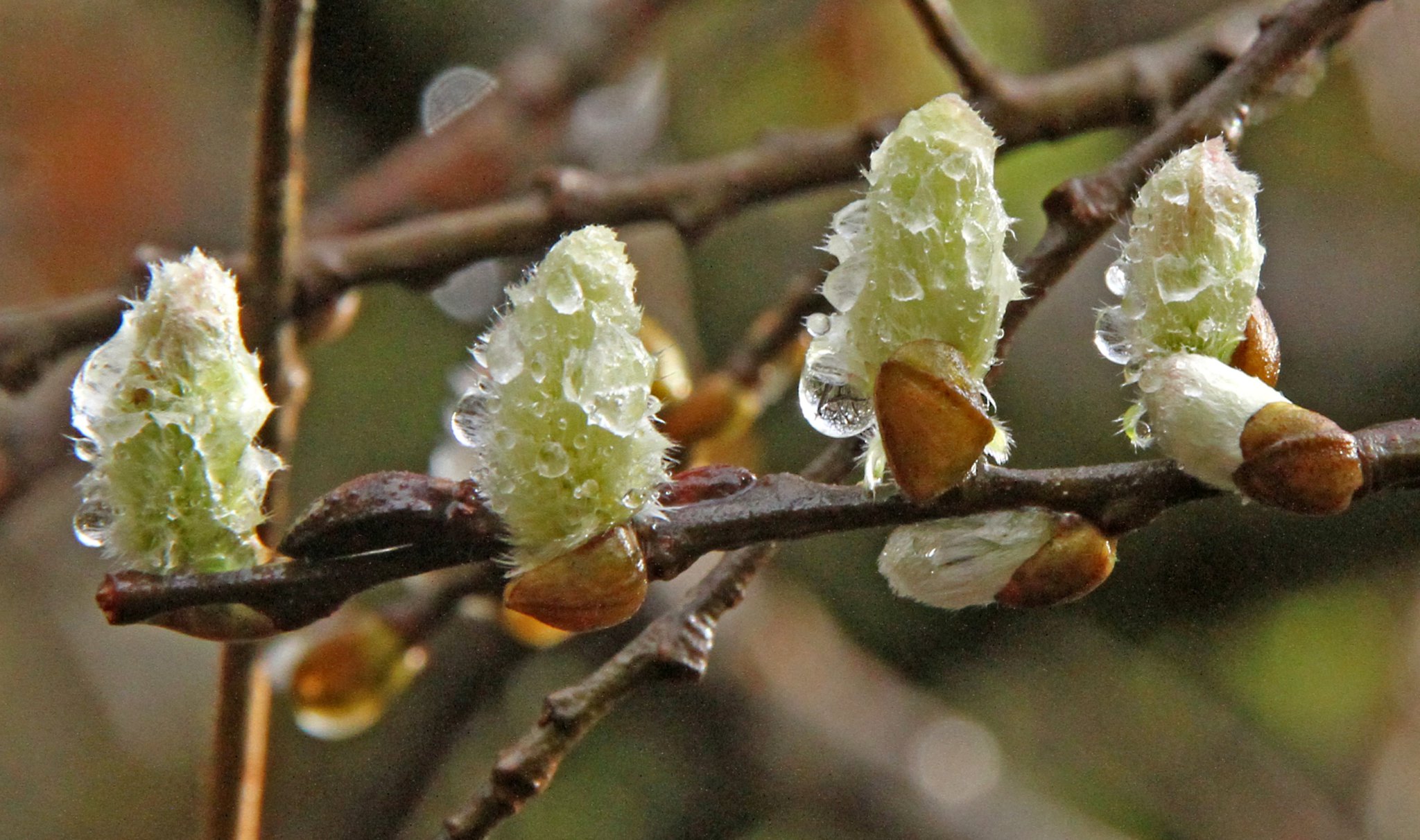 Pussy willow buds