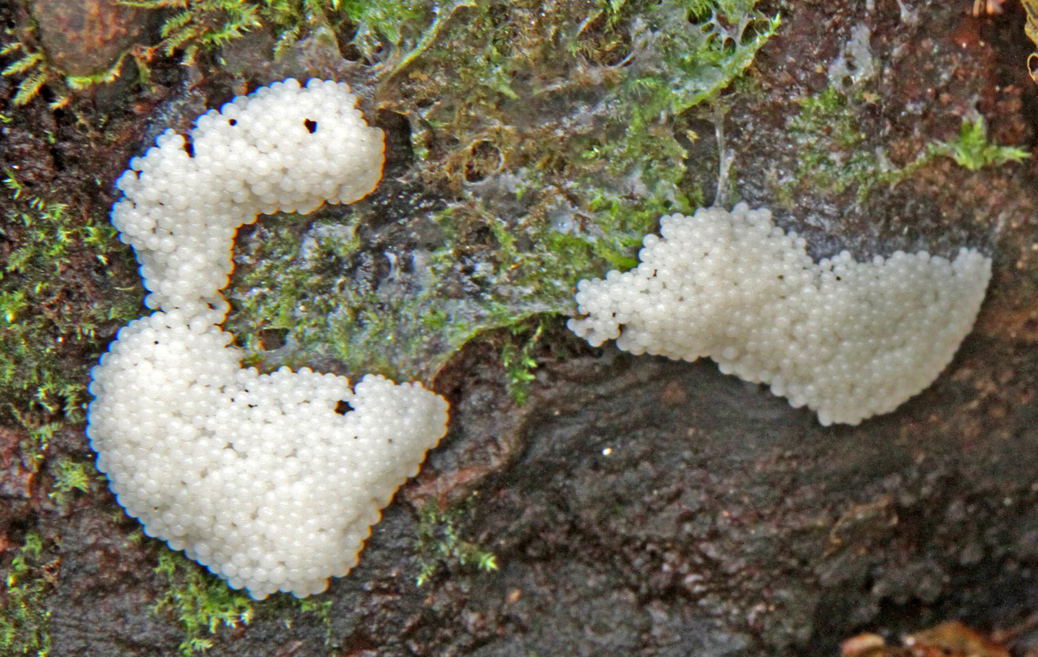 Slugs eggs