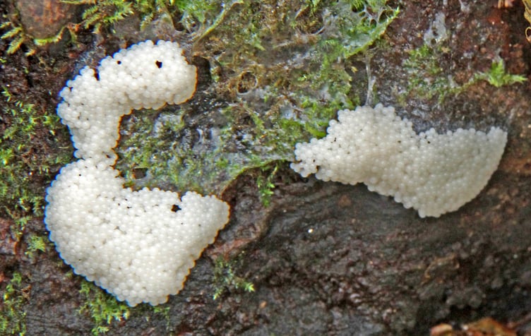 Slugs eggs