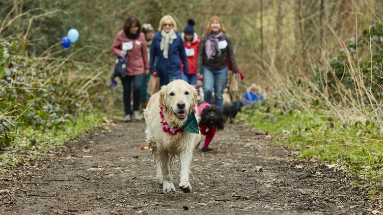 People walking their dogs