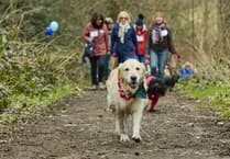 Dog owners asked to walk their dog 60 miles in a month to help cancer research