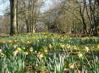 Three top places to see daffodils are just a short drive from Surrey