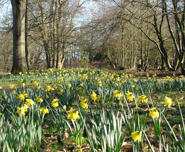 Three top places to see daffodils are just a short drive from Surrey