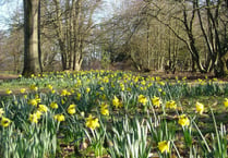 Three top places to see daffodils are just a short drive from Surrey