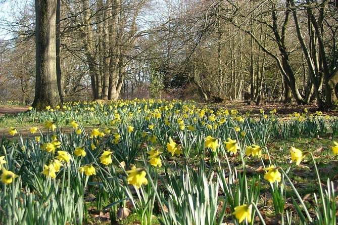 Daffodils at Winkworth Arboretum (National Trust)