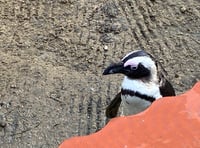 Conservation and fun at the heart of Birdworld's planned expansion