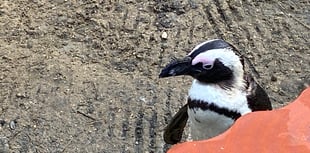 Conservation and fun at the heart of Birdworld's planned expansion