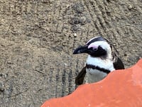 Conservation and fun at the heart of Birdworld's planned expansion