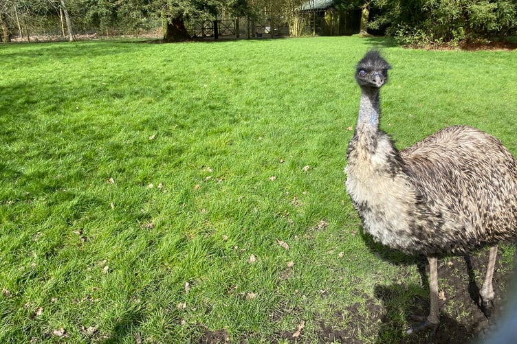 Emu at Birdworld