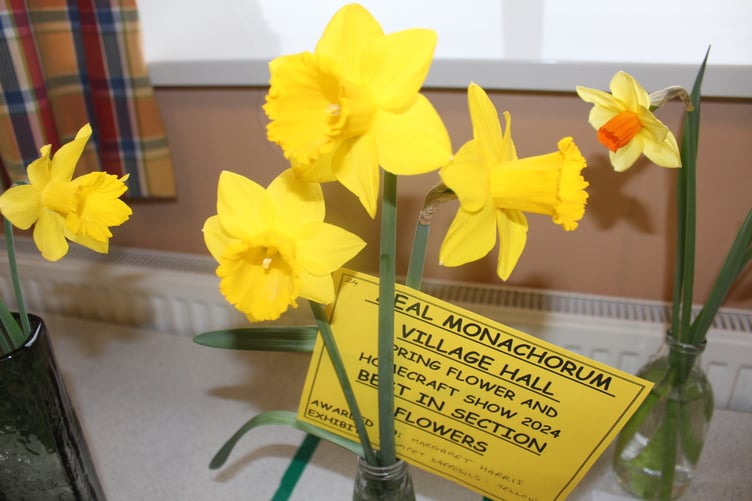Three daffodils that won Margaret Harris the Best in Section cup. SR 9557