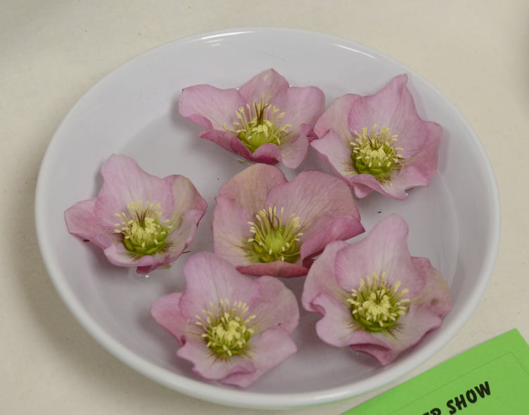 An entry in the hellebores in a dish class at Bicknoller's spring flower show.