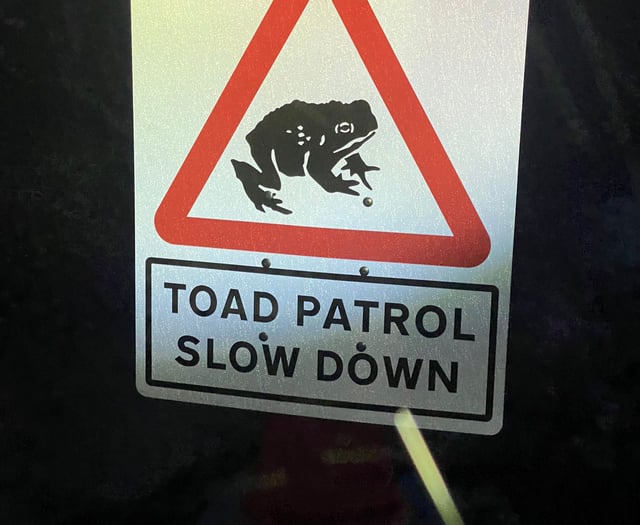 Toad patrol hopping for joy after rescuing record number of toads