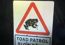 Toad patrol hopping for joy after rescuing record number of toads