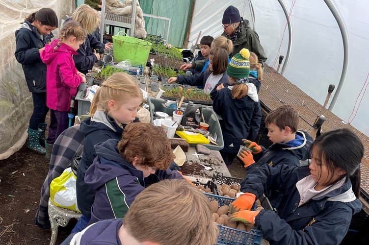 Edgeborough pupils chitting potatoes and potting fennel seedlings at Farnham Community Farm