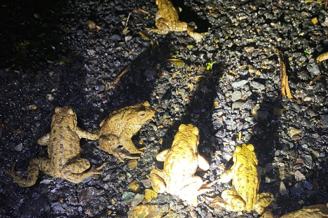 Toads on road