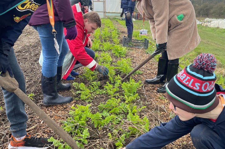 Students from Farnborough Tech getting their hands mucky at Farnham Community Farm