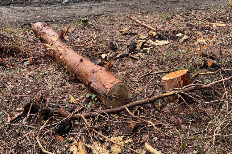 Neighbours and users of Bramshott Chase have complained tree and shrub clearance by the National Trust has exposed the local beauty spot to the constant rumbles, light and air pollution of the A3