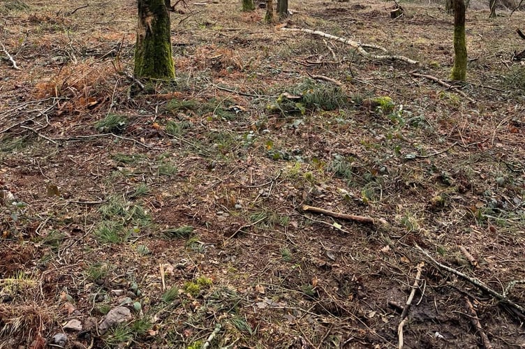 Neighbours and users of Bramshott Chase have complained tree and shrub clearance by the National Trust has exposed the local beauty spot to the constant rumbles, light and air pollution of the A3