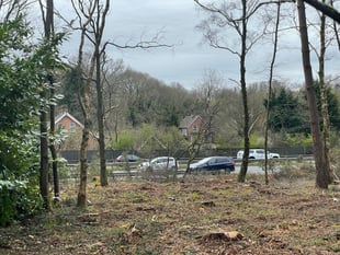National Trust accused of 'obliterating' wood at beauty spot