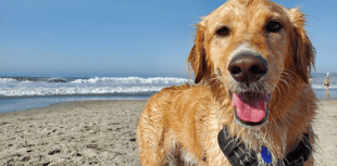 Calling all charitable canines 