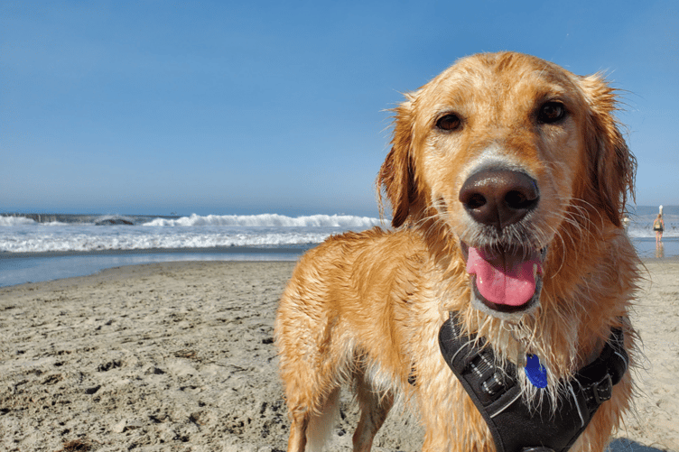 Dog stock image