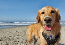Phyllis Tuckwell Hospice to host dog walking challenge