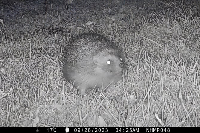 A hedgehog spotted on a trail camera as part of the new National Hedgehog Monitoring Programme
