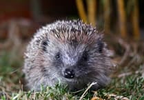 How we can do our part to protect the future of Woking's hedgehogs 