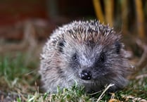 How we can do our part to protect the future of Woking's hedgehogs 
