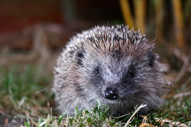 People are being asked to help The National Hedgehog Monitoring Programme