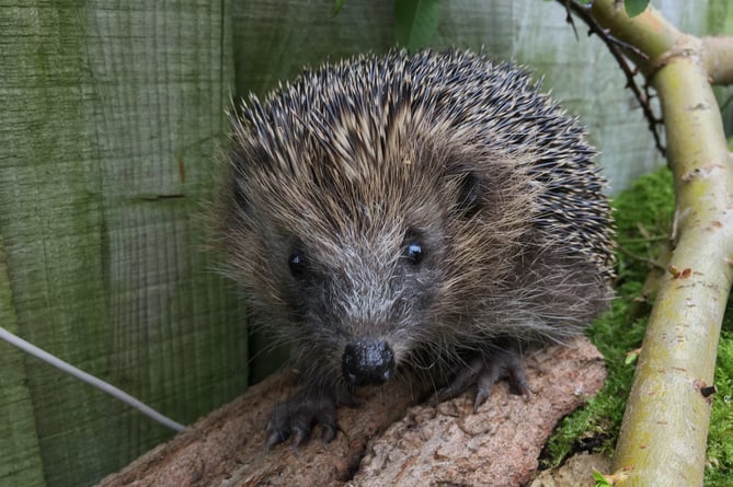 Hedgehog numbers have been in decline across the UK