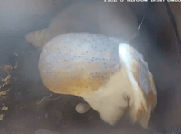 Tice's Meadow barn owl lays her first egg of the year on Easter Sunday