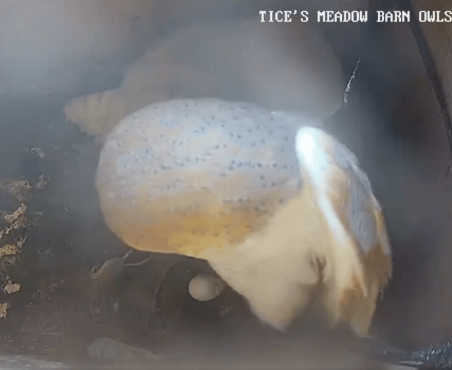 Tice's Meadow barn owl lays her first egg of the year on Easter Sunday