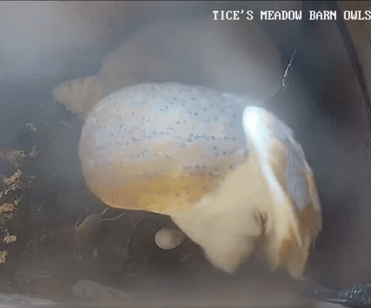 The egg can be clearly seen on the Tice's Meadow barn owl bird box camera feed