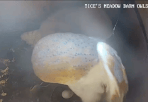 Tice's Meadow barn owl lays her first egg of the year on Easter Sunday