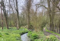 River Wey full of 'pooh sticks' after Easter Sunday sewage discharges
