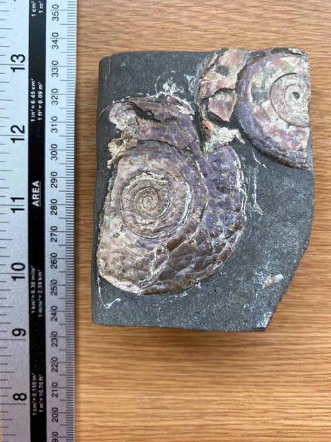 A close-up of the framed fossils.