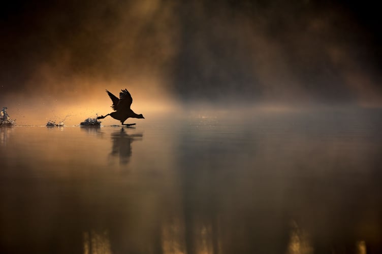 Max Wood's award winning "Running on water" photograph won RSPB Young British Wildlife Photographer of the Year.
