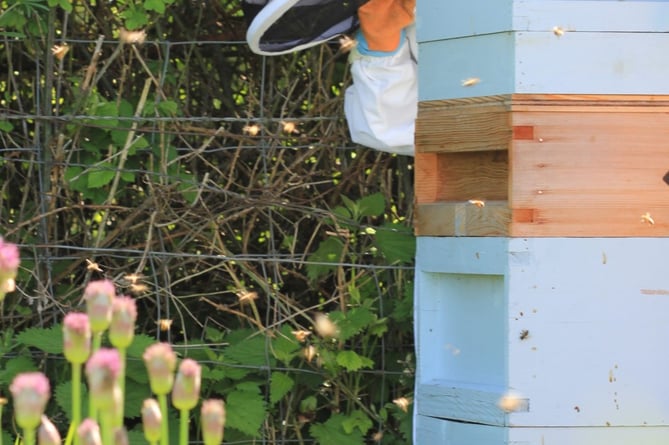 A MINIBEAST sneaks a look at the bees (Photo: Sarah Womersley)